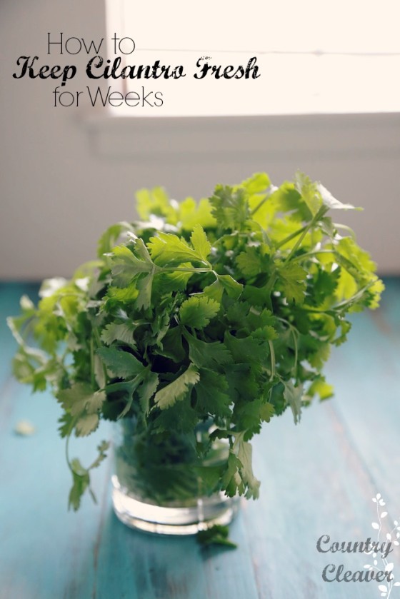 How to Keep Cilantro Fresh for Weeks!! - www.countrycleaver.com